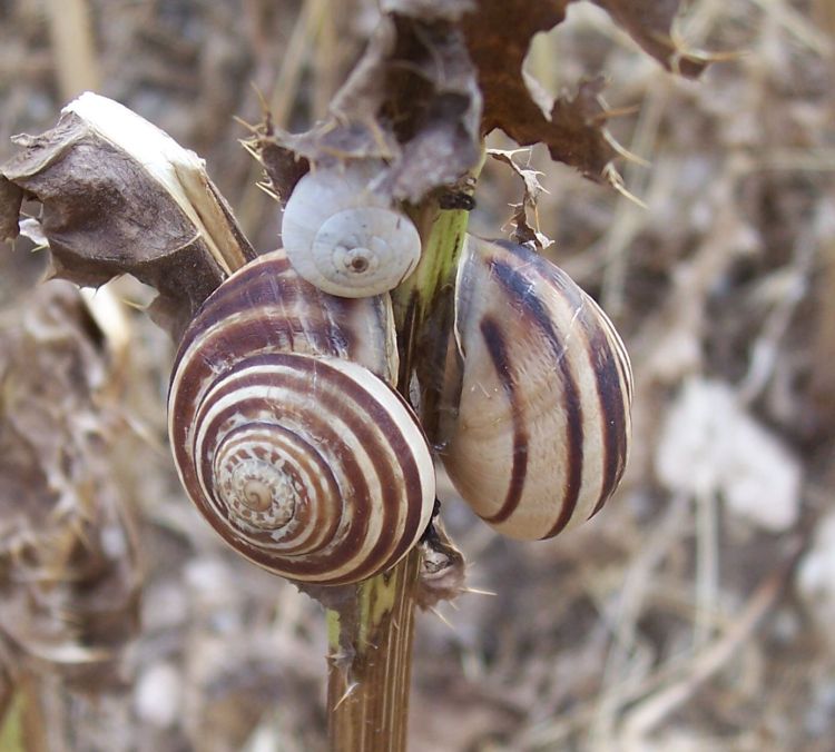 Gasteropodi da identificare