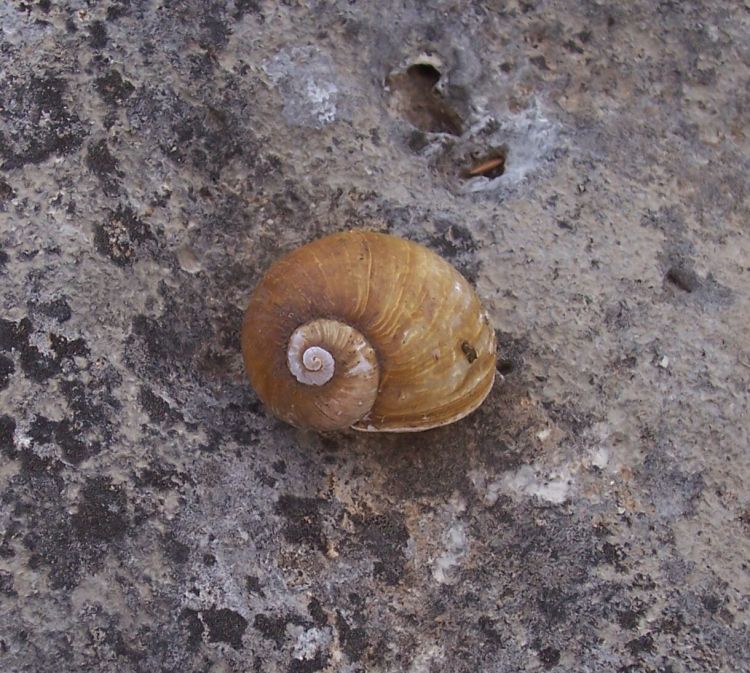 Gasteropode terrestre da identificare