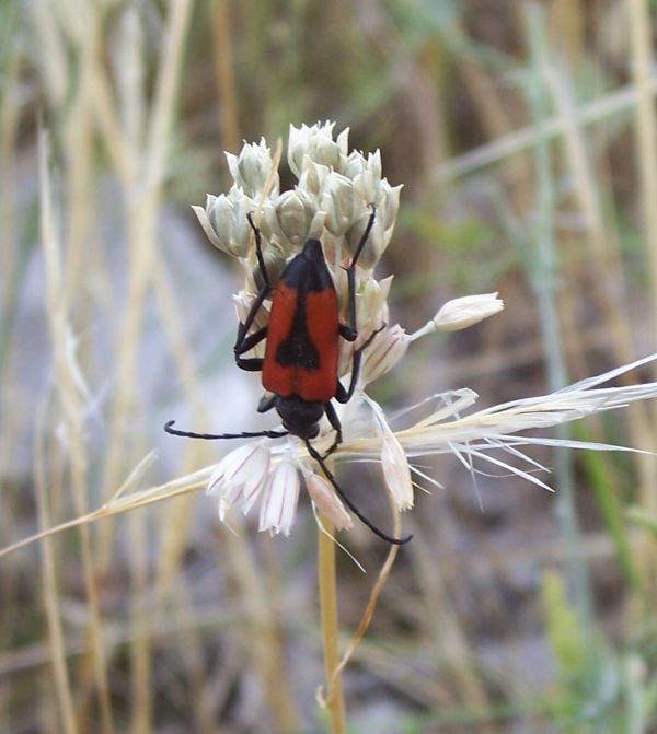 Stictoleptura cordigera della Puglia