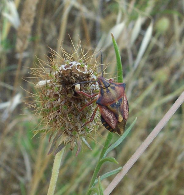 Carpocoris