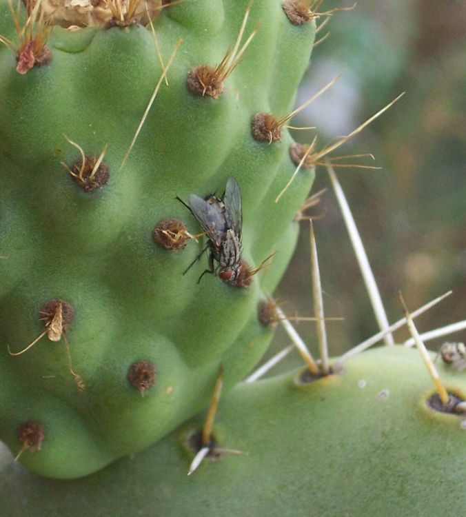 Sarcophaga carnaria