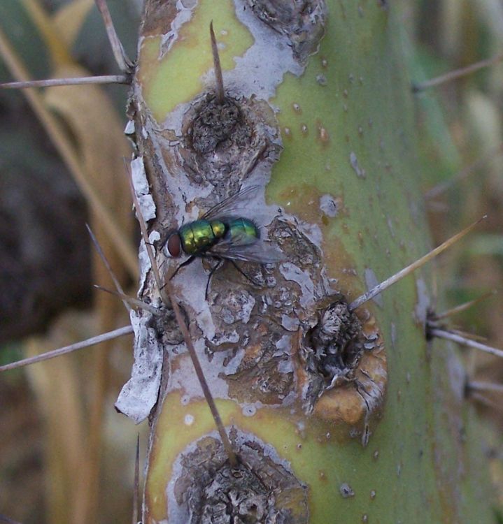 Lucilia sp.