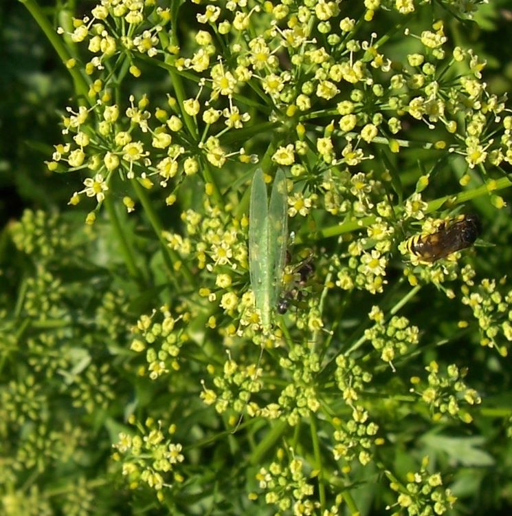 Chrisopa sp.