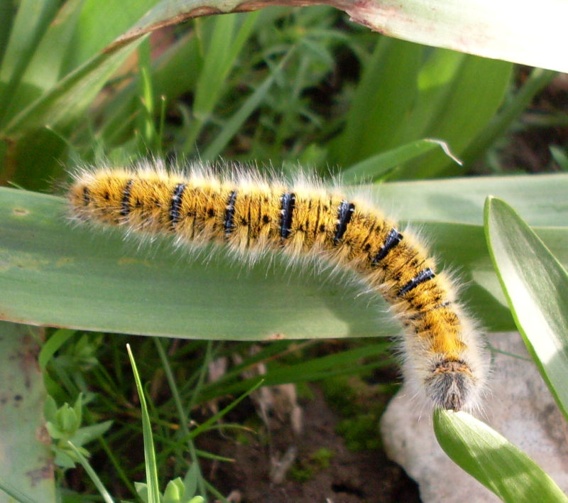 Bruco da identificare - Lasiocampa trifolii
