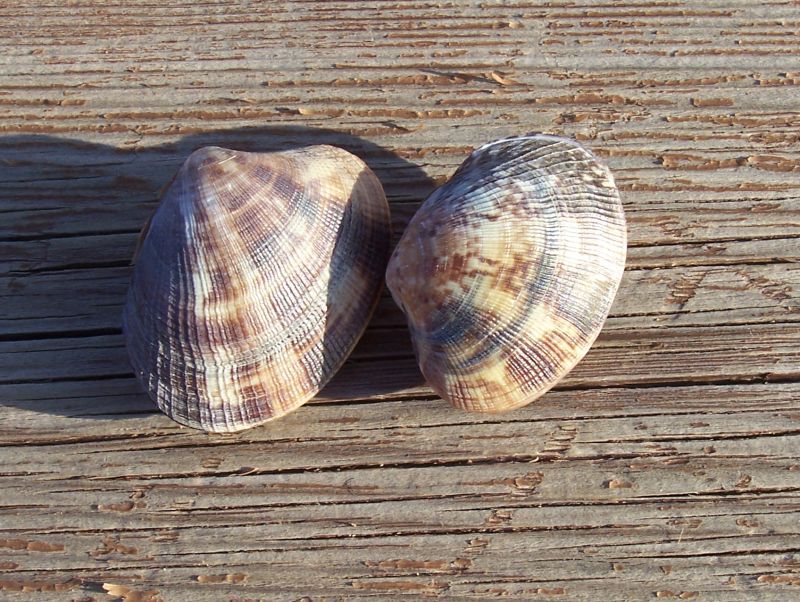 Altro bivalve da identificare