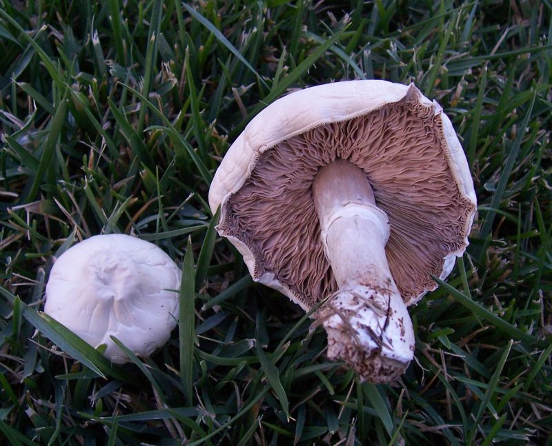 Fungo bianco (Leucoagaricus)