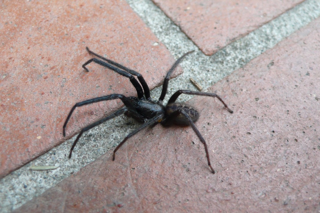 Segestria florentina