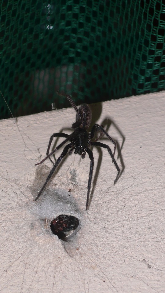 Segestria florentina
