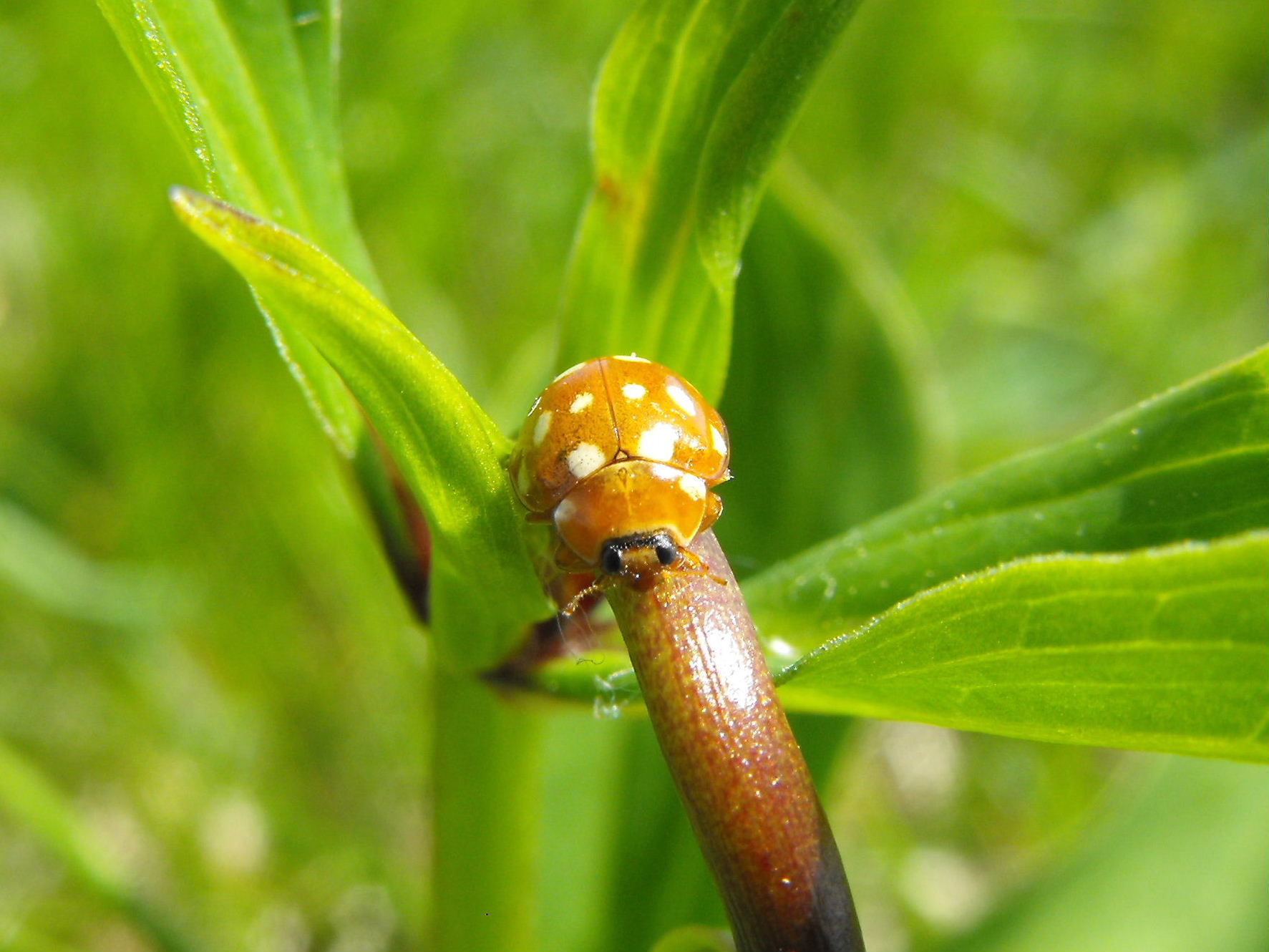 Da determinare: Calvia quatuordecimguttata