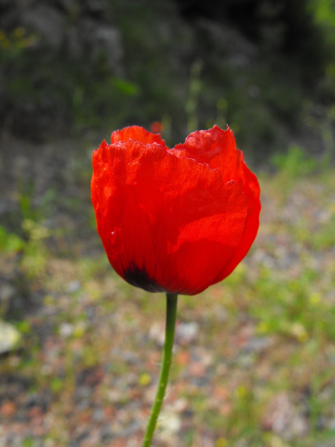 Papaver rhoeas / Papavero comune
