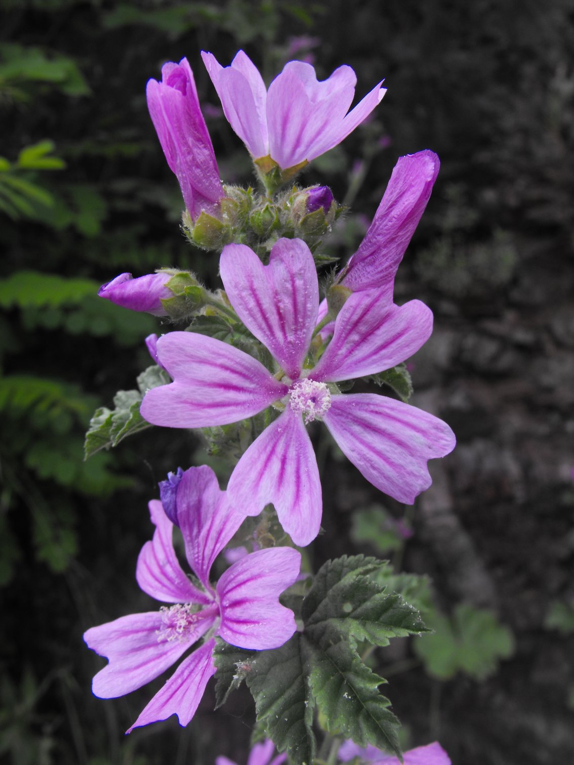 Malva sylvestris