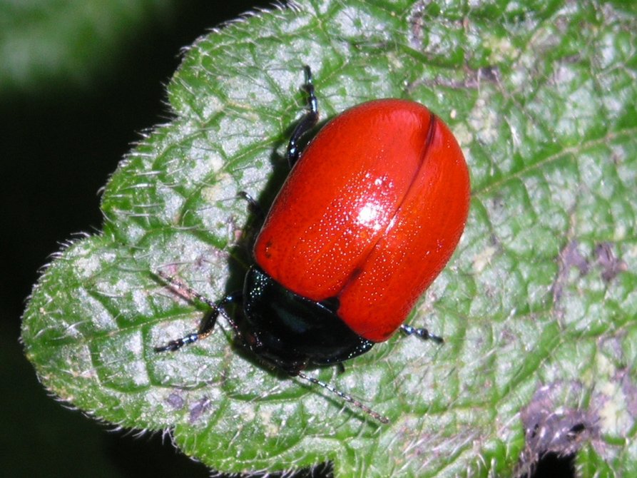 Chrysomelidae quale? Chrysolina grossa