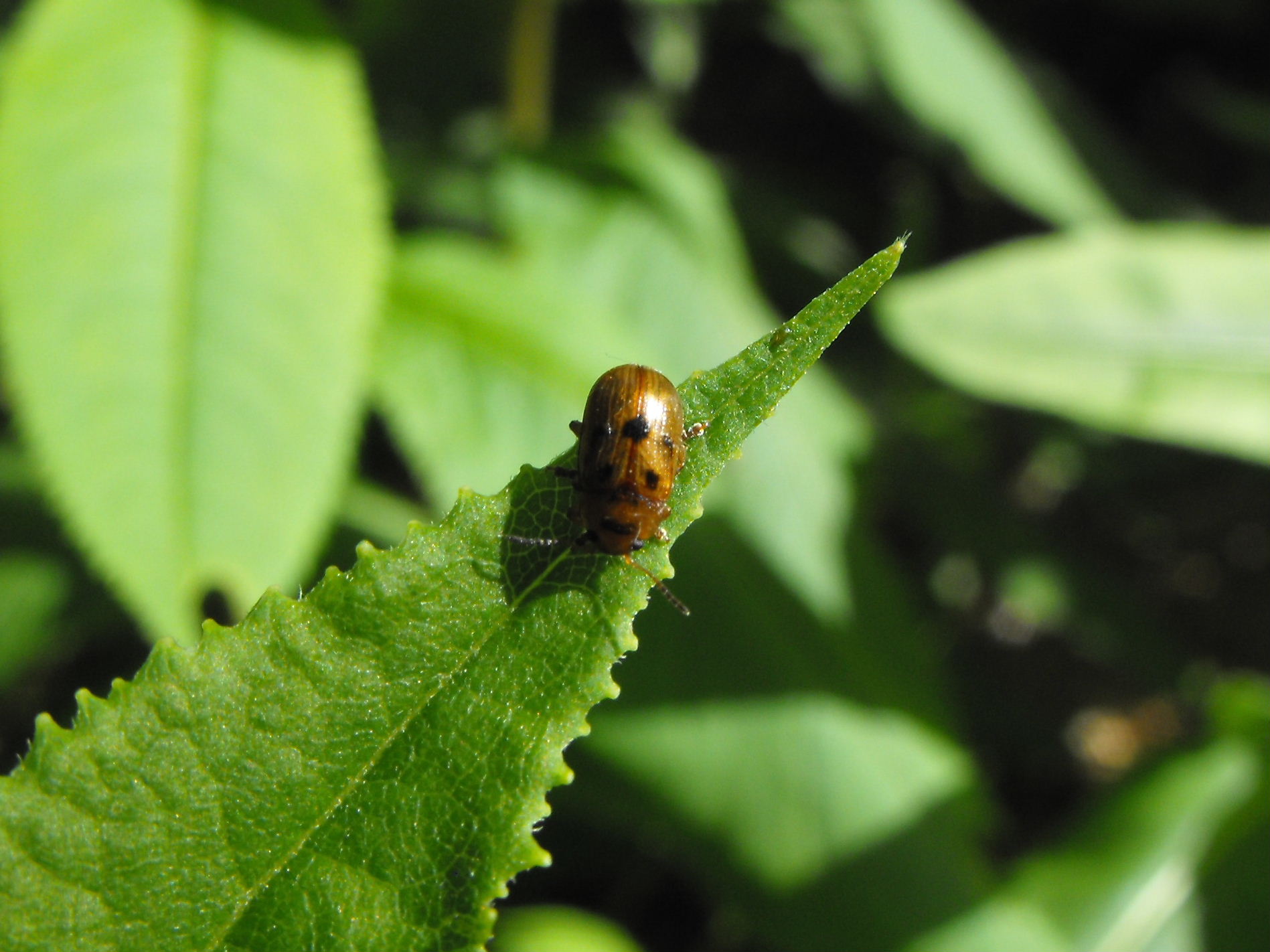 Da determinare: Gonioctena quinquepunctata