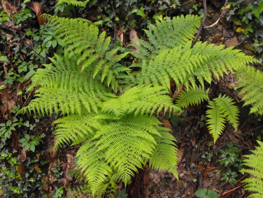 Athyrium filix-femina / Felce femmina