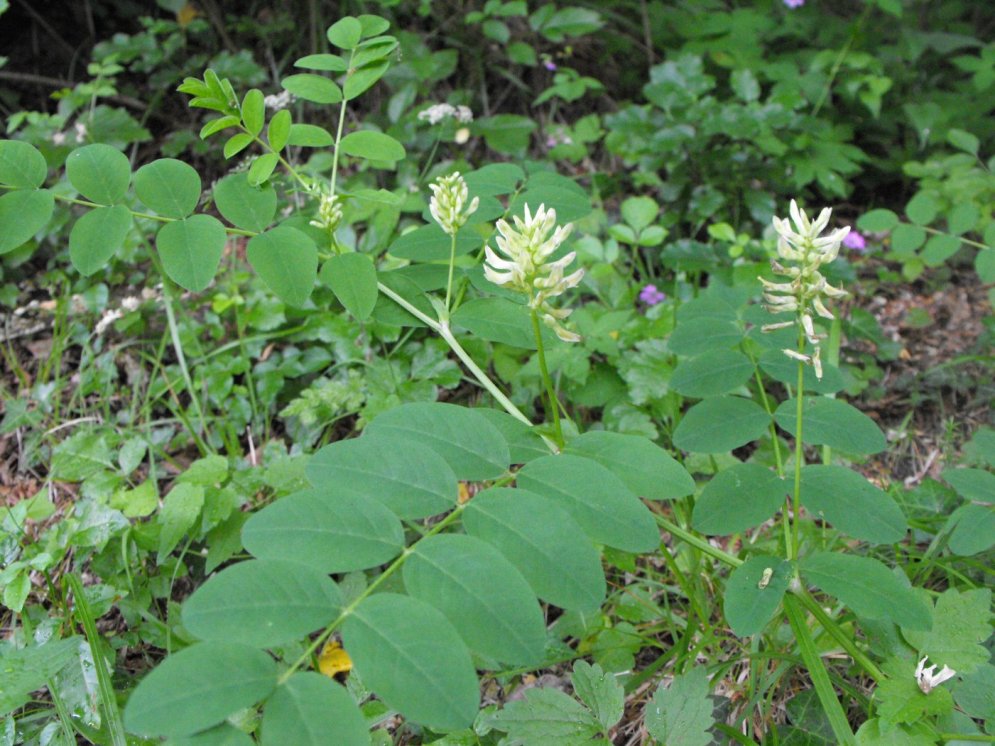 Astragalus glycyphyllos / Astragalo falsa-liquerizia
