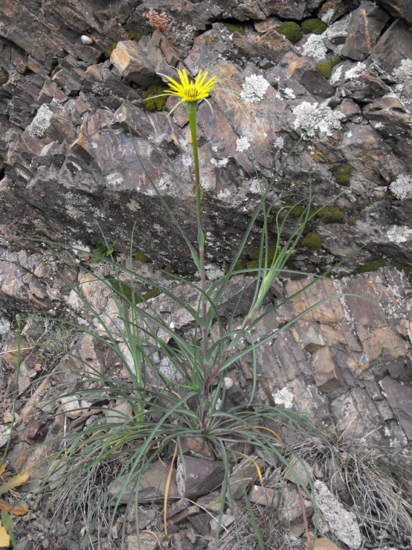 Tragopogon dubius / Barba di Becco a tromba