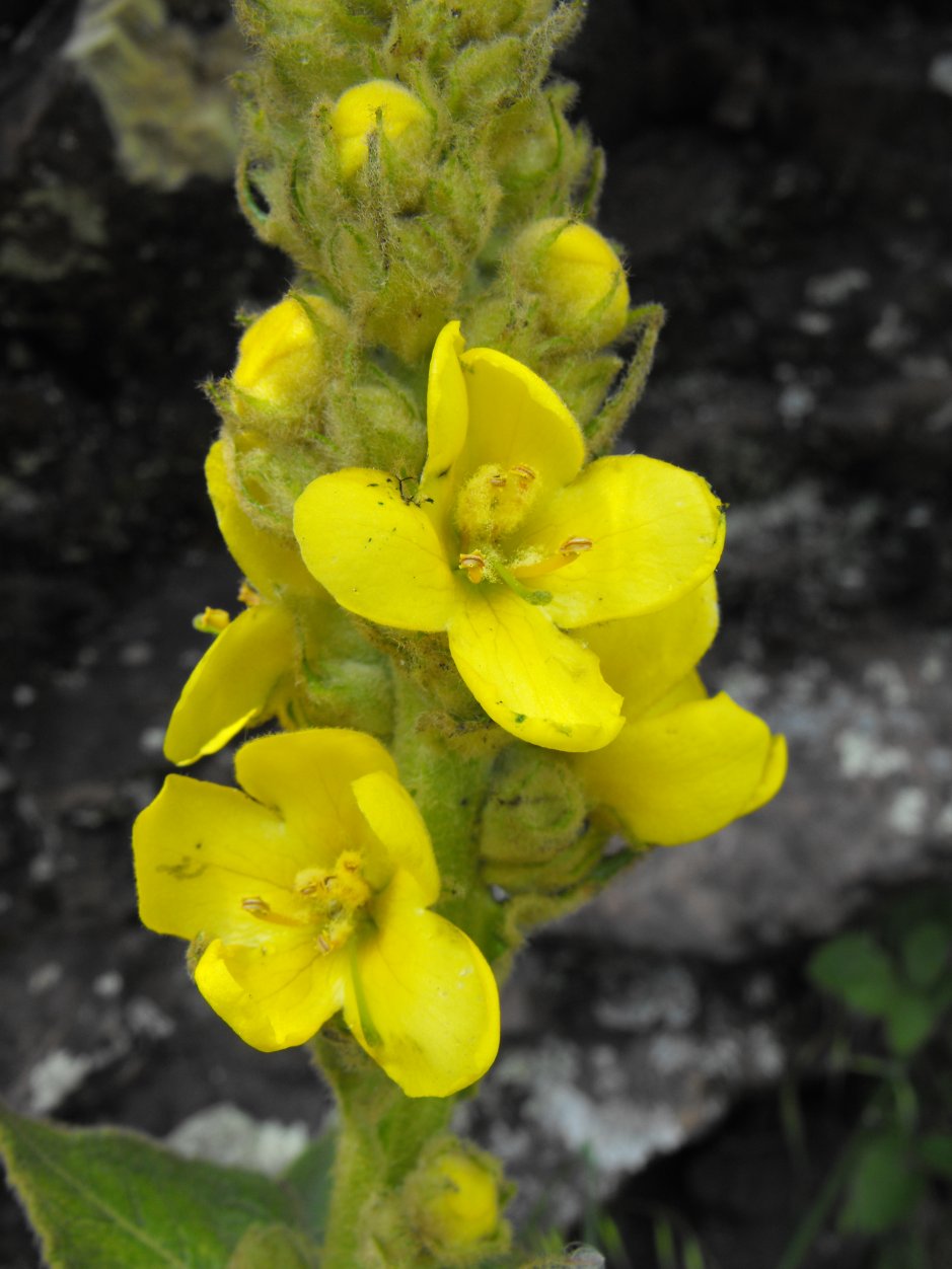 Che Verbascum ?