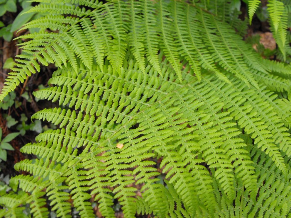 Athyrium filix-femina / Felce femmina