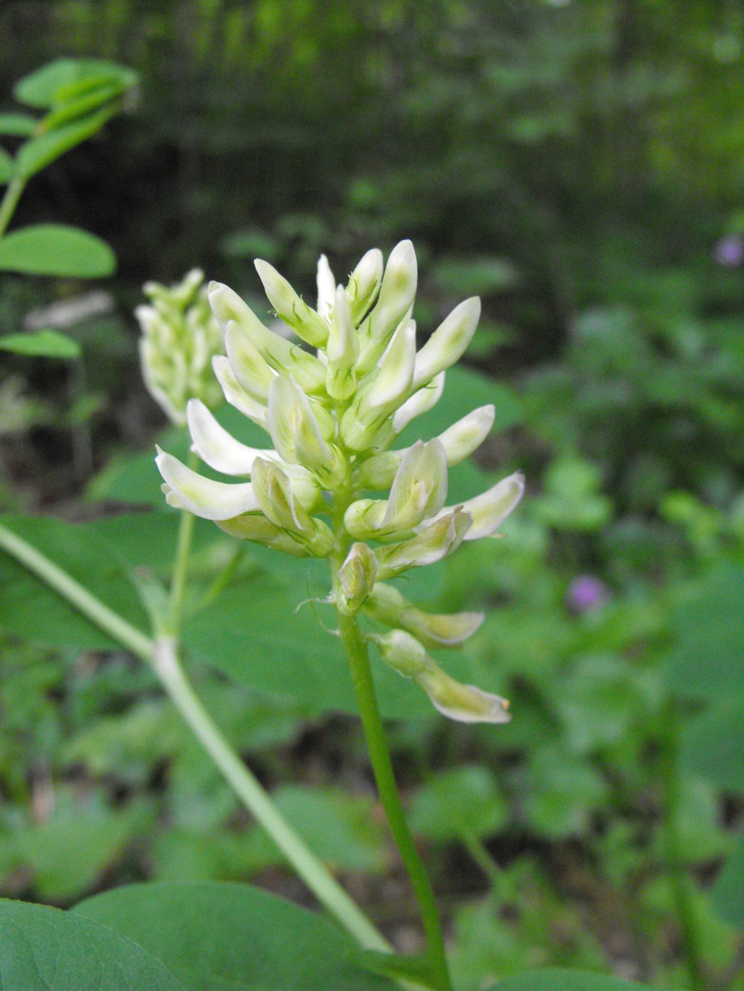 Astragalus glycyphyllos / Astragalo falsa-liquerizia