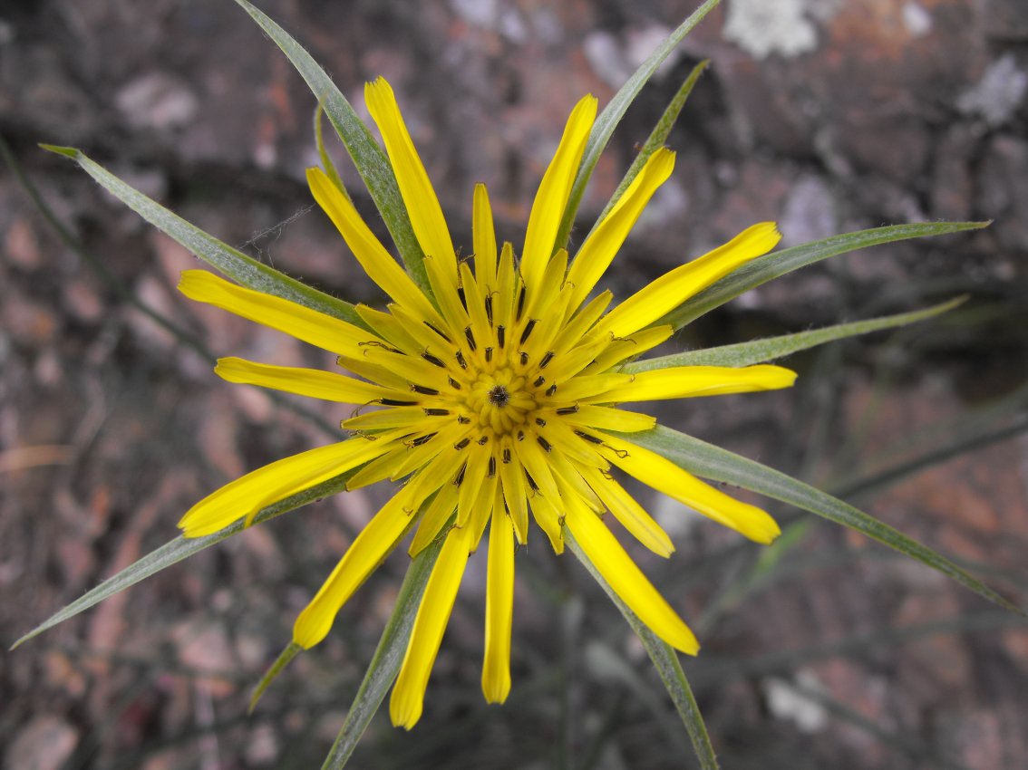 Tragopogon dubius / Barba di Becco a tromba