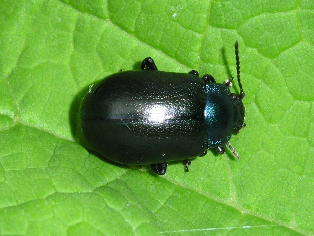 Chrysomelidae quale?