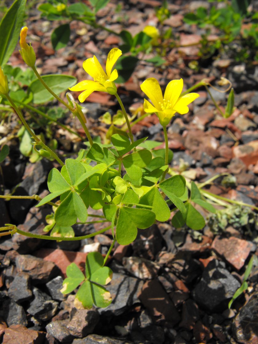 Oxalis cfr. stricta