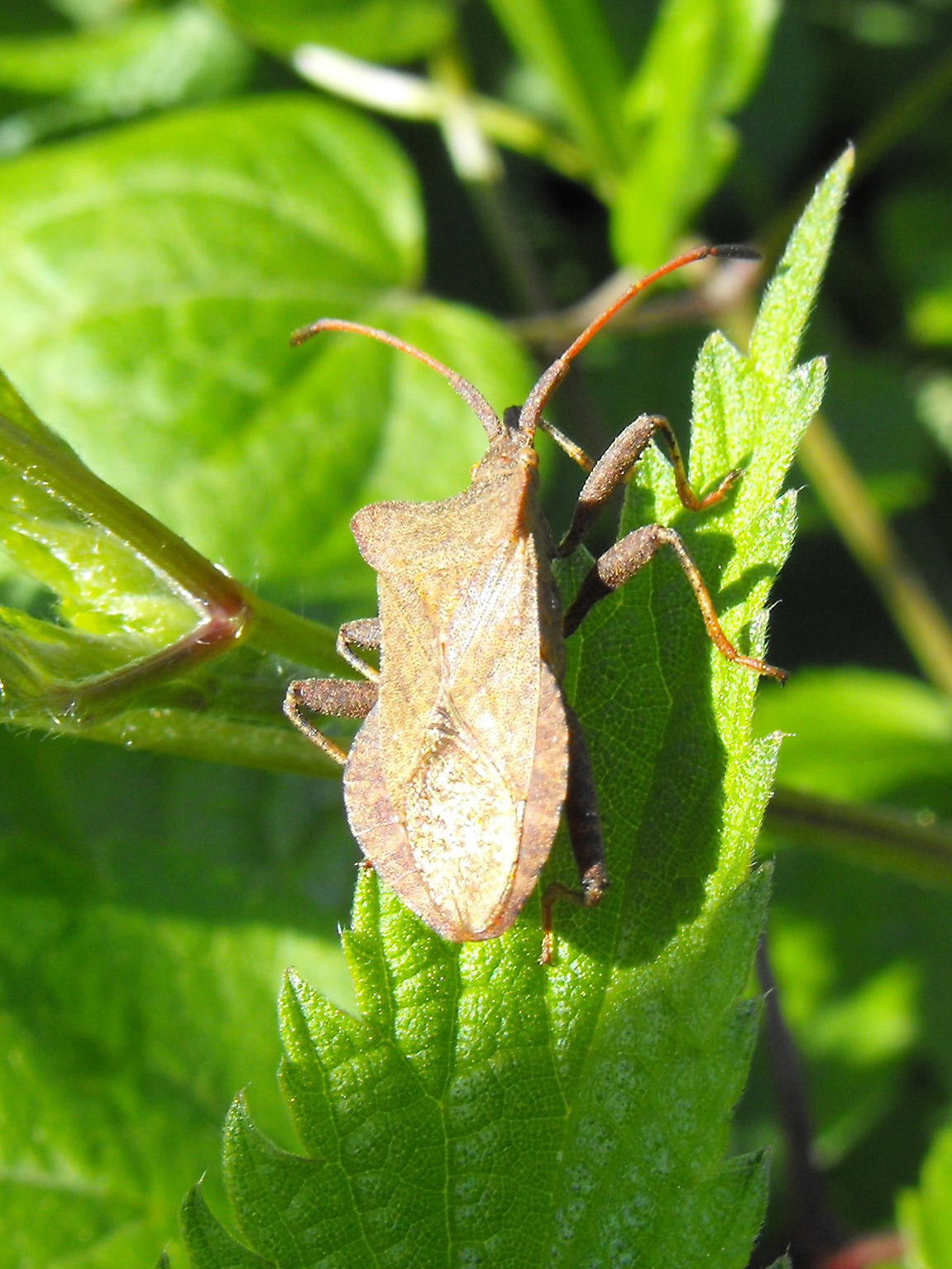 Coreidae: Coreus marginatus della Liguria (GE)