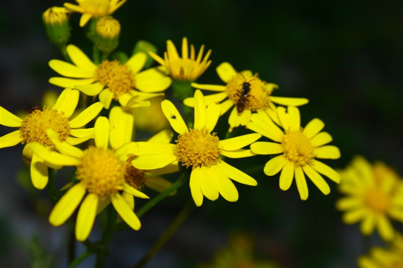 Jacobaea cfr. vulgaris ( = Senecio jacobaea )