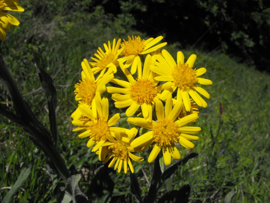 Tephroseris cfr.integrifolia