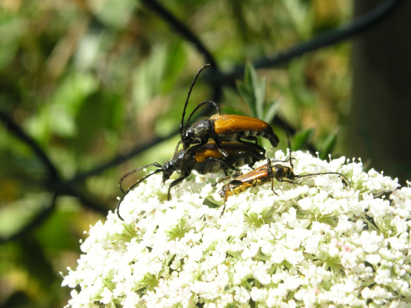 Da determinare: Paracorymbia fulva