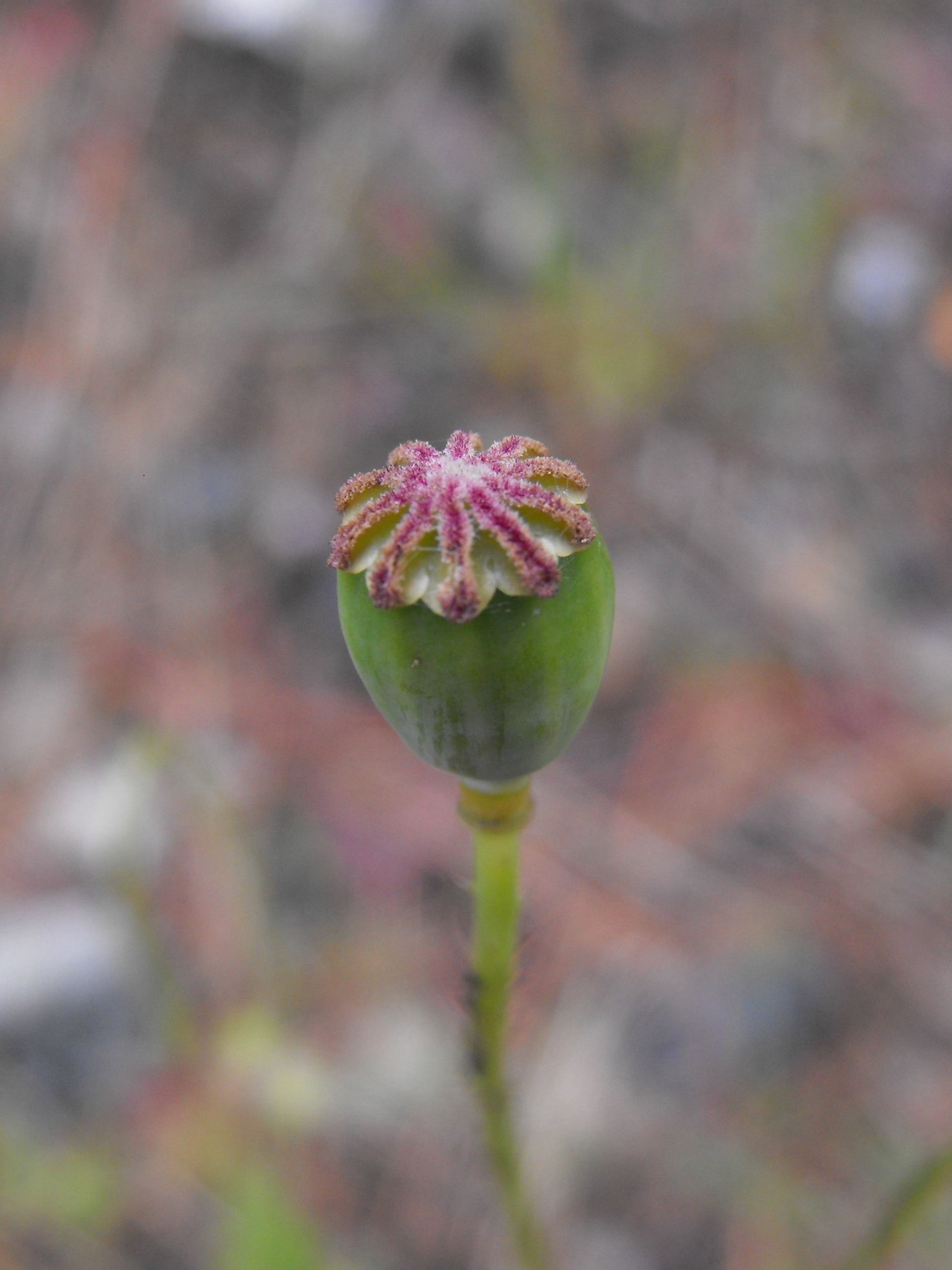 Papaver rhoeas / Papavero comune