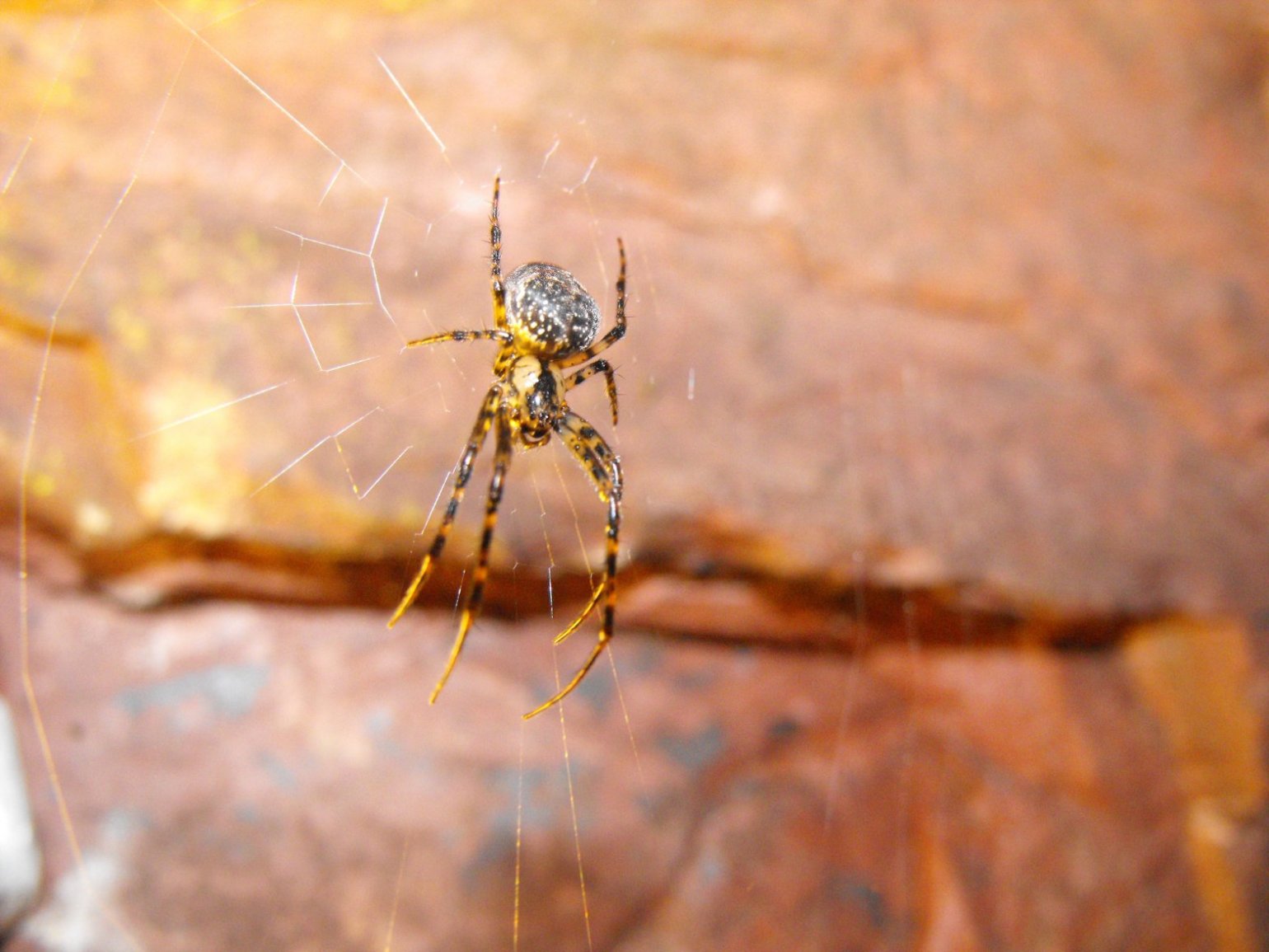 Metellina merianae