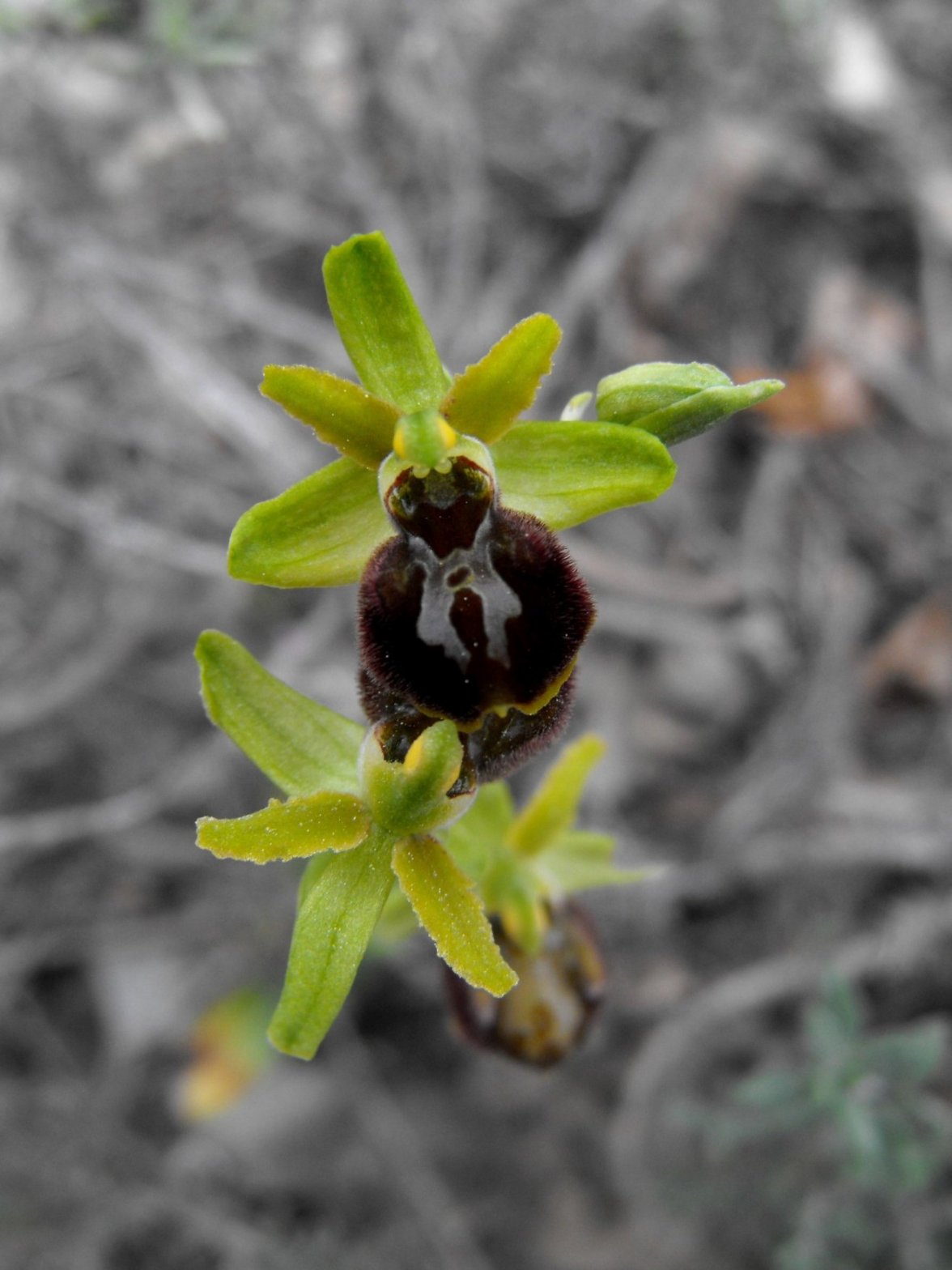 Ophrys sphegodes subsp. sphegodes