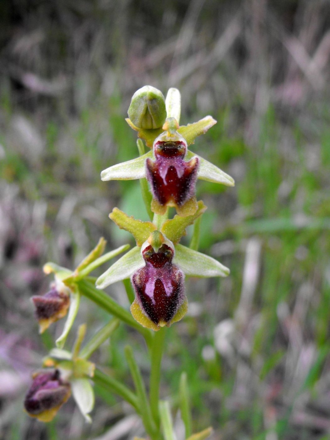 Ophrys sphegodes subsp. sphegodes