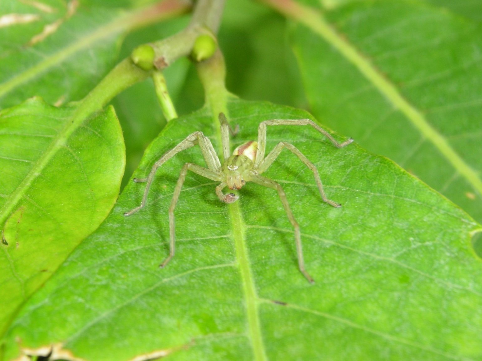 Micrommata virescens