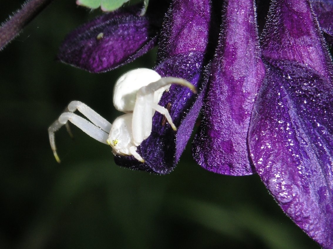 Misumena vatia