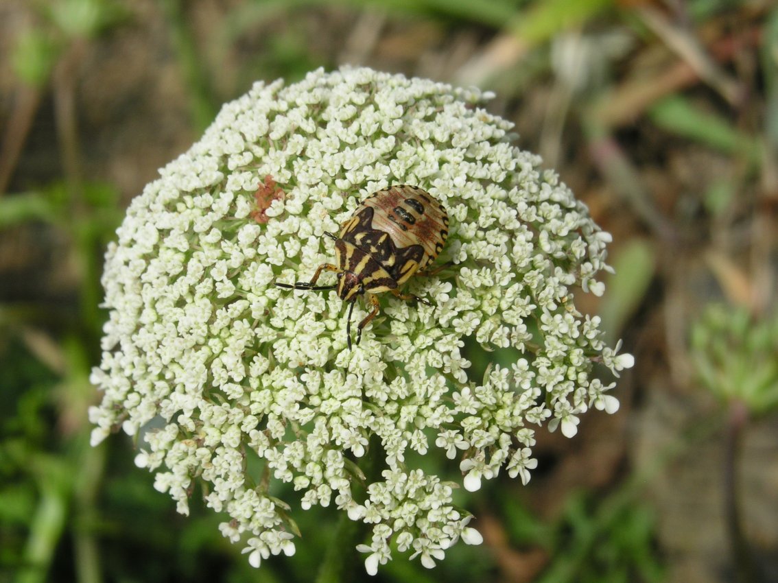 Pentatomidae: ninfa di Graphosoma della Liguria orientale