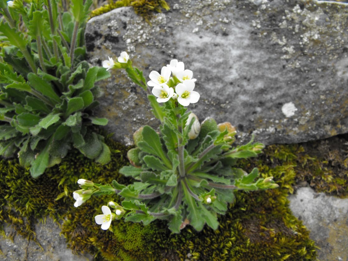 Arabis collina / Arabetta collinare