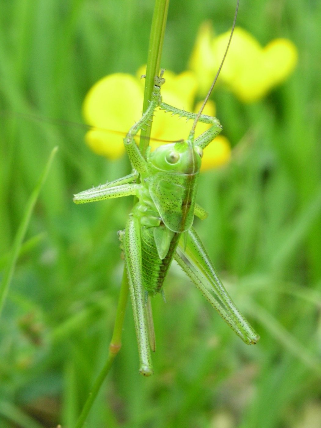 A che specie appartiene? - Ninfa di Tettigonia sp.