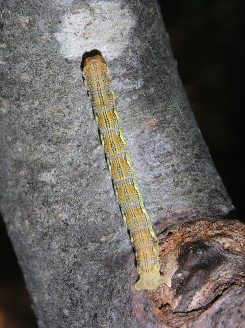 Larva da id Probabilmente Noctuidae? - Erannis defoliaria