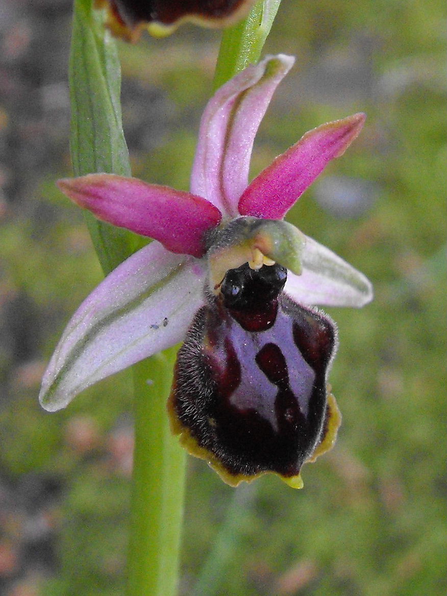 Ophrys quale?