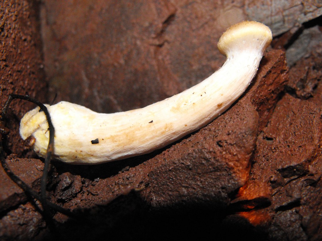 Miniera di Gambatesa5
