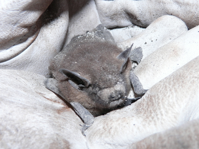 Pipistrellus sp.