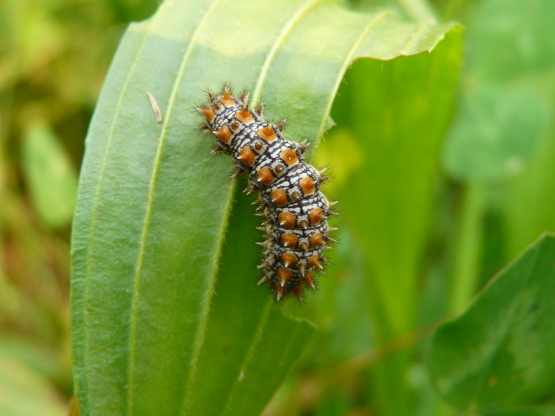 bruco sconosciuto - Melitaea didyma