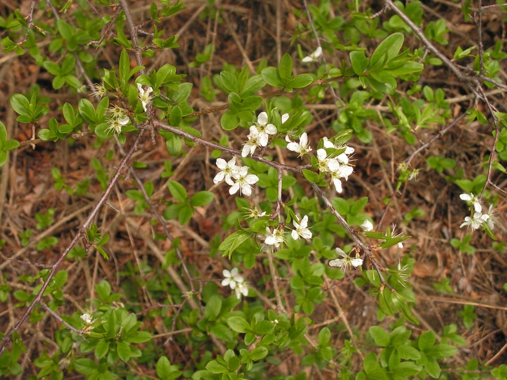 Prunus. spinosa