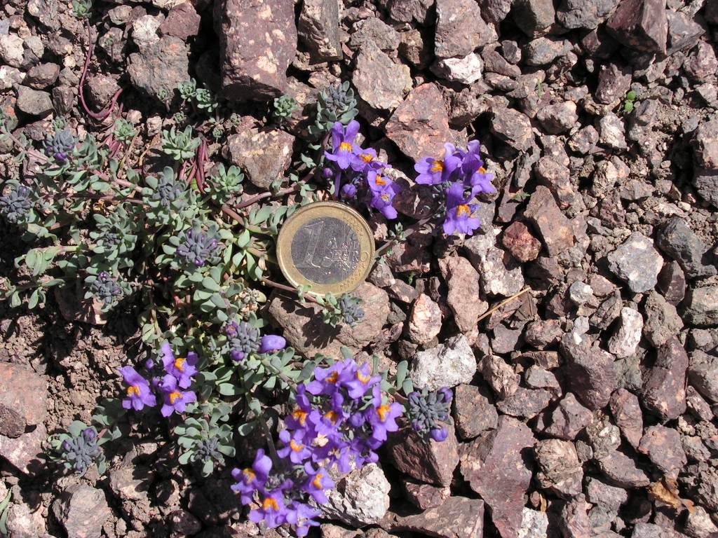 Linaria alpina / Linajola alpina