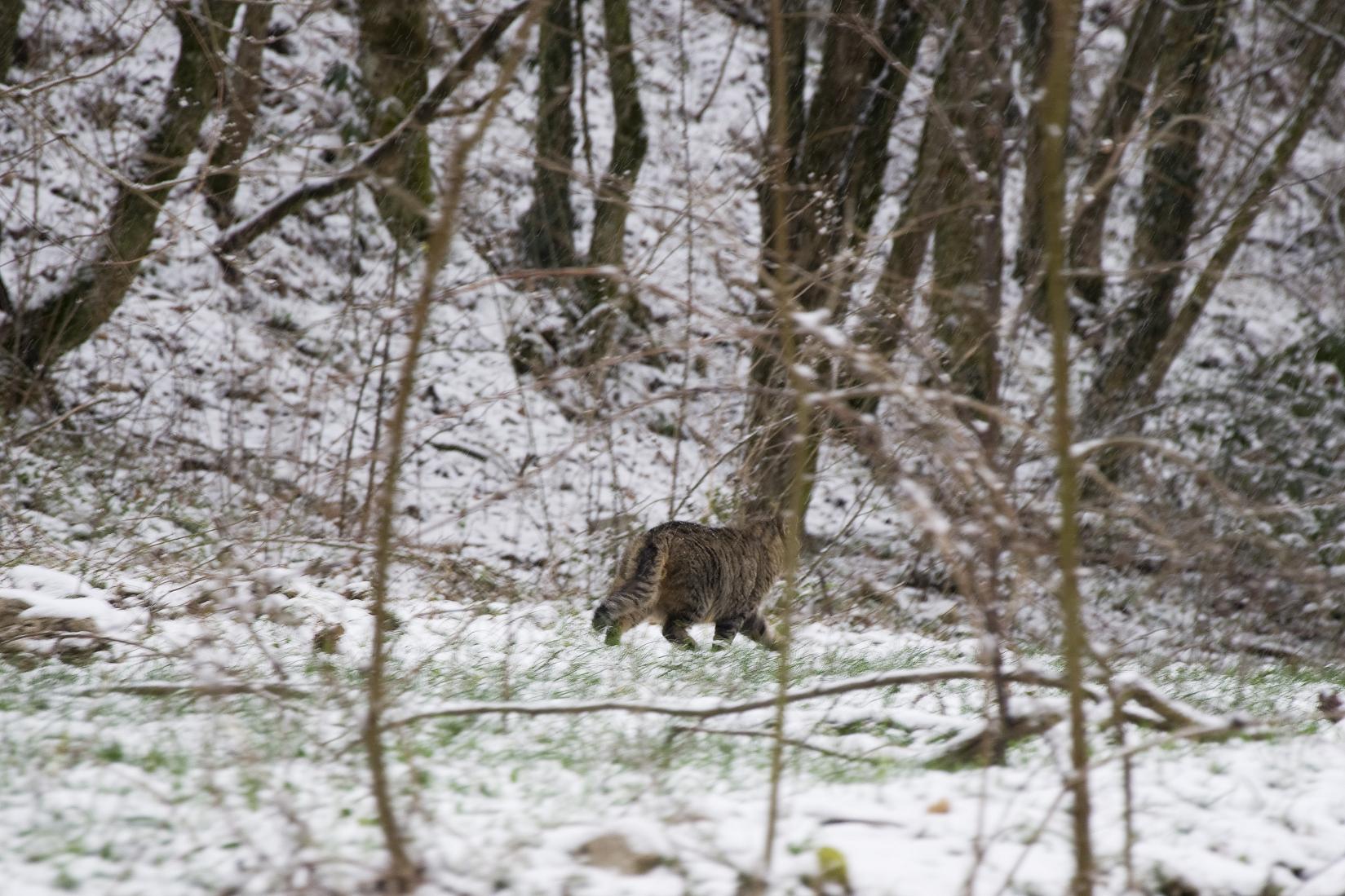 Felis sylvestris? - Monti Sibillini