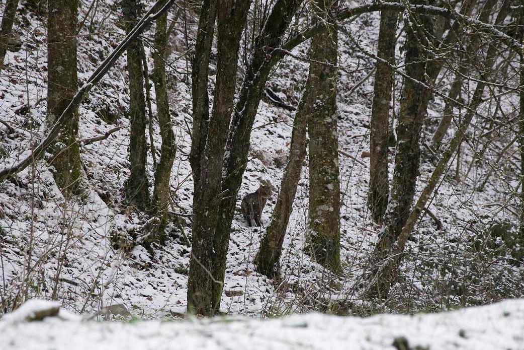 Felis sylvestris? - Monti Sibillini