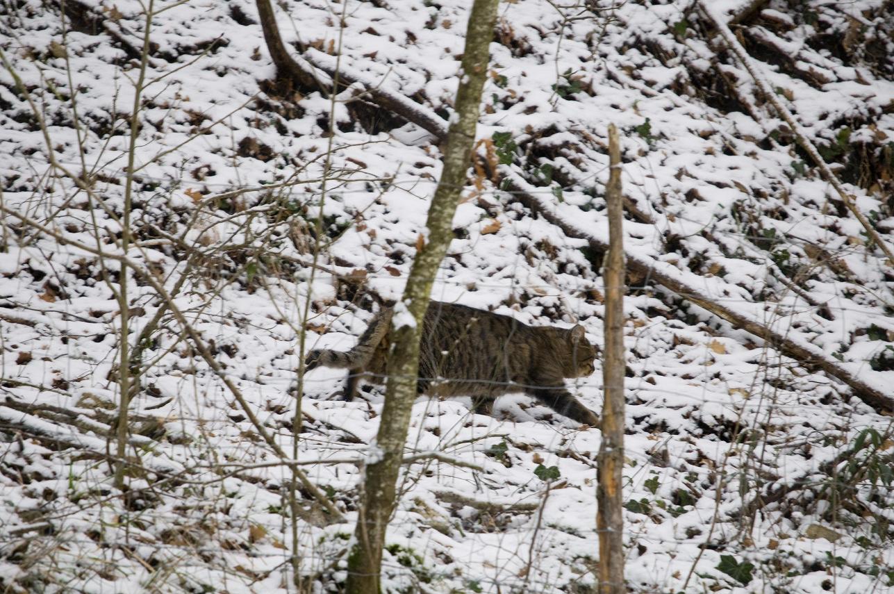 Felis sylvestris? - Monti Sibillini