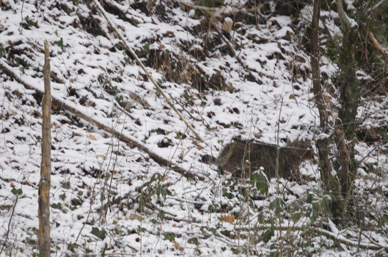 Felis sylvestris? - Monti Sibillini